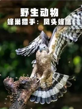 野生动物蜂巢猎手凤头蜂鹰